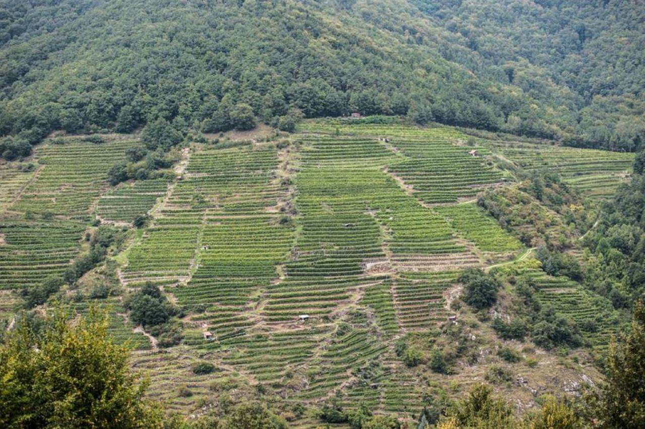 Gut am StegWeingut Piewaldアパートメント エクステリア 写真